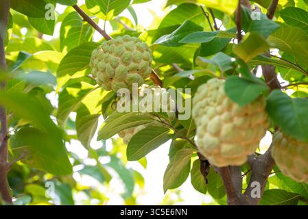 Custard apple tropical exotic fruit. Sugar Apple, Annona, sweetsop. growing on a branch tree Stock Photo