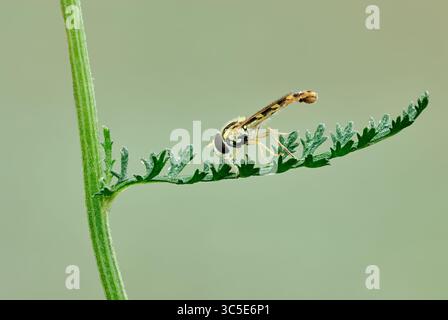 Long hoverfly, Sphaerophoria scripta sitting on grass in the morning dew. Side view, close up. Isolated on green background. Slavnica, Slovakia Stock Photo