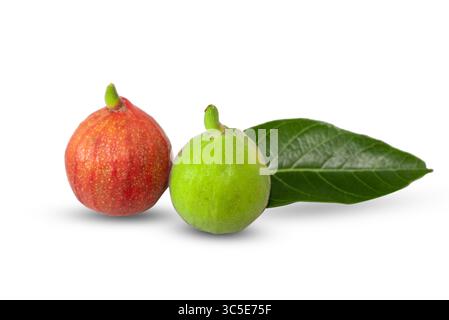 ficus racemosa, cluster fig fruit isolated on white background Stock Photo