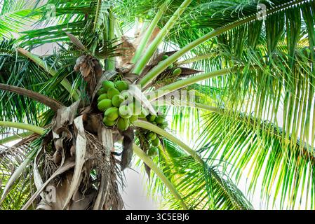 Fresh coconut hanging on tree, Young coconut fruits on tree, Green Growing Coconuts in tree Stock Photo