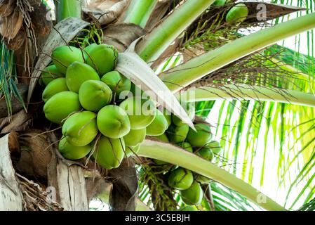 Fresh coconut hanging on tree, Young coconut fruits on tree, Green Growing Coconuts in tree Stock Photo