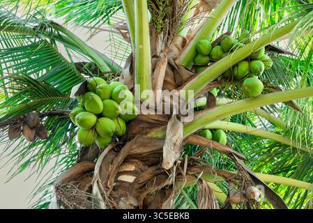 Fresh coconut hanging on tree, Young coconut fruits on tree, Green Growing Coconuts in tree Stock Photo