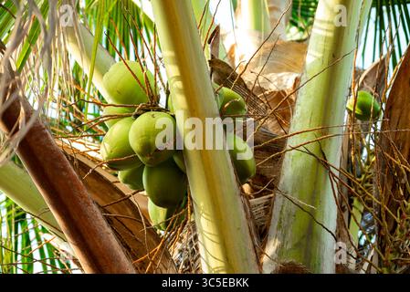 Fresh coconut hanging on tree, Young coconut fruits on tree, Green Growing Coconuts in tree Stock Photo