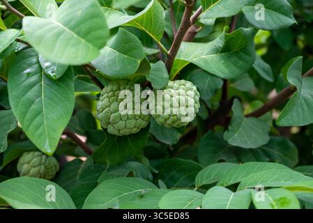 Green natural fruits. Custard apple, Fruit on the tree. Custard apple or sugar apple fruit ripen on tree branch. Stock Photo