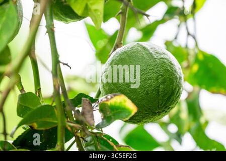 Leaves and fruits of kaffir lime, Bergamot fruit, Green limes on a tree Fresh lime citrus fruit high vitamin C in the garden Stock Photo