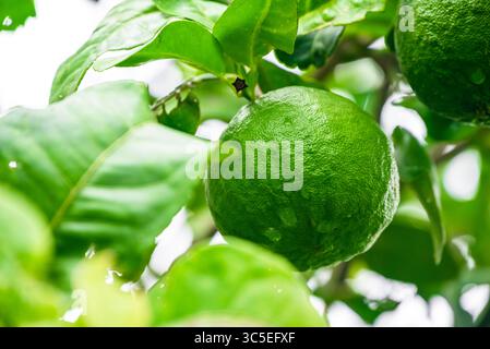 Leaves and fruits of kaffir lime, Bergamot fruit, Green limes on a tree Fresh lime citrus fruit high vitamin C in the garden Stock Photo