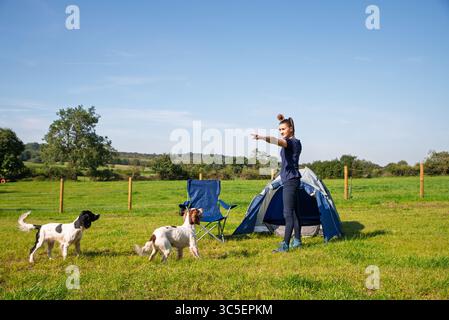 woman playing with two spaniel dogs on camping holiday Stock Photo