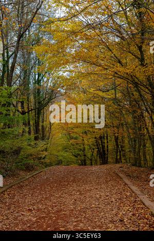 A walkway in the forest covered with fallen leaves in the fall season. Stock Photo