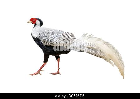 A male Silver Pheasant showcasing its intricate feather patterns, bright red face, and graceful tail while walking, captured on a clean white backgrou Stock Photo