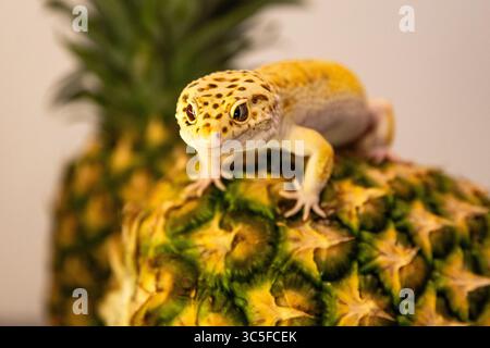 Cute exotic animal on a fruit, pineapple and gecko. Macro photo of a lizard and space for advertising text nearby Stock Photo