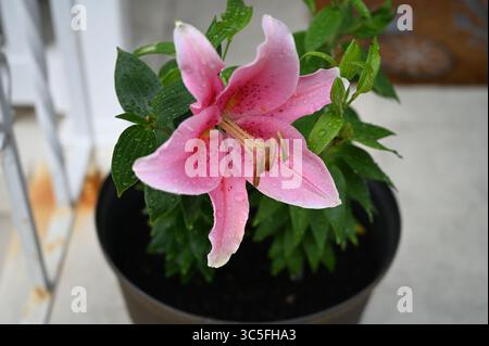 Close-up of a beautiful pink lily, revealing intricate details of its petals and the lush green foliage, thriving in a garden container. Stock Photo