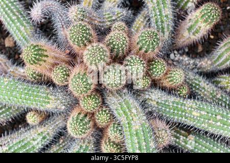 Close up of clustered Echinopsis cactus stems with radial spines. Dense group of ribbed desert plants Stock Photo