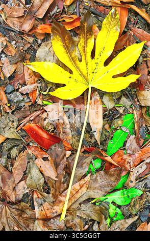 Large yellow leaf and stalk among brown and green leaves rotting  on the forest floor with small insects Stock Photo