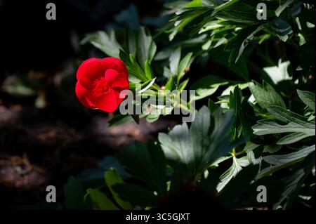 Single red peony blooming against green foliage background Stock Photo