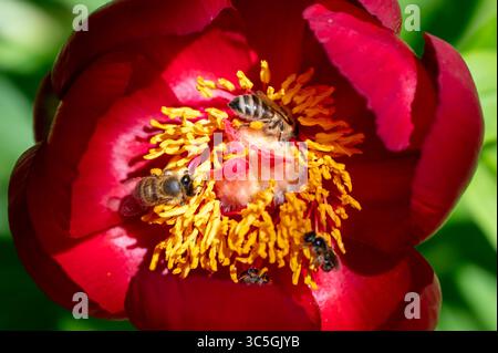 Close-up of vibrant red peony flower with detailed yellow stamen and bees Stock Photo