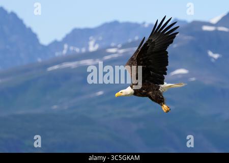Bald Eagle; Katmai National Park and Preserve, Alaska. Stock Photo