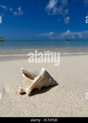 A seashell in shallow crystal clear water on a tropical Aruba beach. Stock Photo