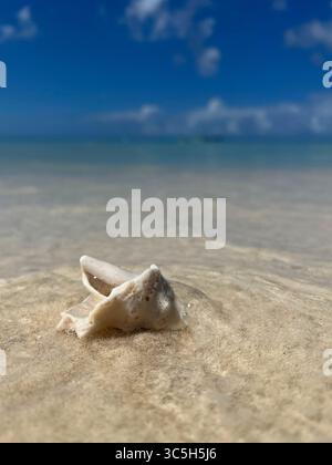 A seashell in shallow crystal clear water on a tropical Aruba beach. Stock Photo