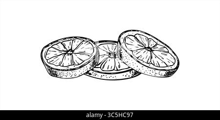 Vector three round citrus slices illustration painted by black inks. Lemon, orange or lime slice line art black ink sketch in monochrome style. Stock Vector
