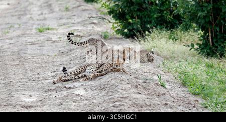 Cheetah family play fighting in Botswana Stock Photo