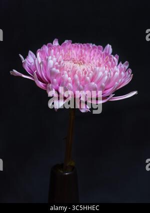 Single Chrysanthemum in a vase on a black backdrop. Still life floral portrait. Botanical element for design.Key lighting. Key-lit floral still life Stock Photo