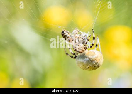 A fascinating Araneus quadratus spider, with its distinct rounded abdomen, crawls along strand of web Stock Photo