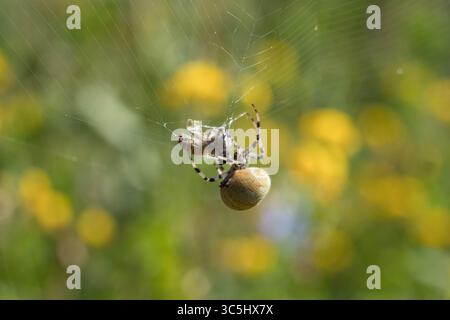 orb weaver spider, Araneus quadratus spider, with its distinct rounded abdomen, crawls along strand of web Stock Photo