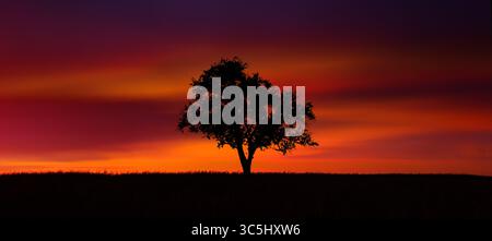 Silhouette of a beautiful lone tree over glowing orange sky at dusk after sunset, panoramic format Stock Photo