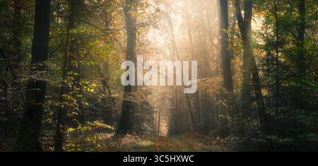 Woodland in fall, atmospheric magical mood with warm soft sunlight shining through fog. Dirt road leading through autumn trees. Stock Photo