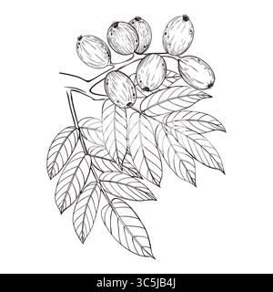Walnut branch with leaves and green walnuts, all objects hand-drawn with ink. Vector Illustration for Printing on Fabric, Paper, for Food Packaging Stock Vector