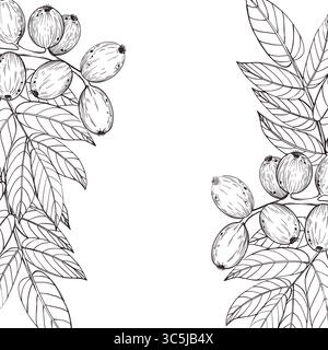 Vector frame. Walnuts on a branch, green walnuts on a tree with leaves, hand-drawn with ink. Vector illustration for printing on packaging of goods Stock Vector