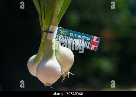 A bunch of British Jumbo spring onions bought from a supermarket with the buy British logo on supporting British farmers. Stock Photo