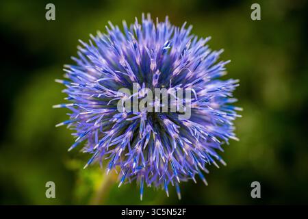 Closeup view on flowering Globe Thistle, Echinops ritro Stock Photo