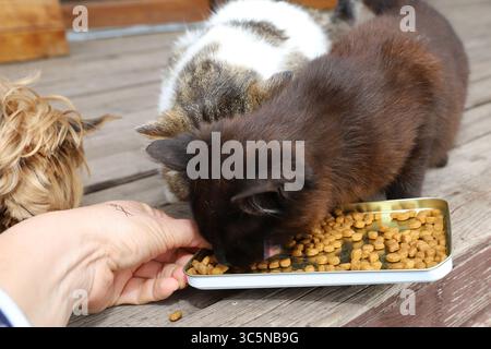 Dog and two cats eating dry food from the same bowl on a wooden porch. Concept of pet care, friendship and love for animals. Stock Photo