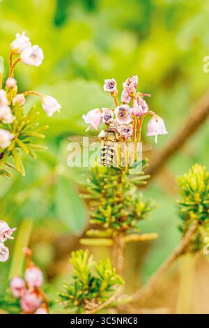 A hoverfly feasts on pink flowers in Mount Rainier National Park. The insect, with its distinctive yellow and black stripes, hovers delicately as it g Stock Photo