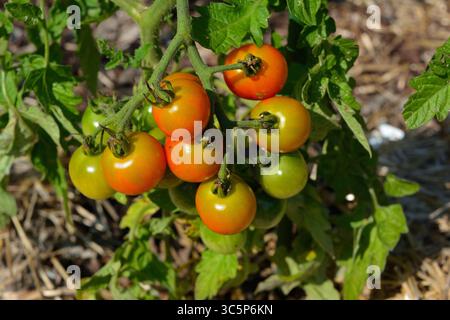 A cluster of ripening cherry tomatoes on the vine, showing the transition from green to red. A fresh and healthy image representing gardening, healthy Stock Photo