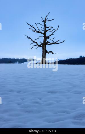 Dead Tree in a Snow covered field near Hamsterley forest, County Durham, England, UK. Stock Photo