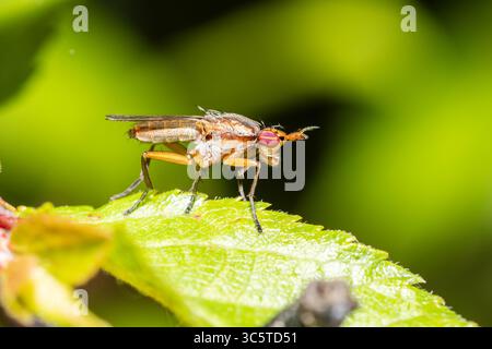 Close-up of a dung fly (Scathophaga stercoraria) standing on a green leaf, macro insect photography in natural light. Stock Photo