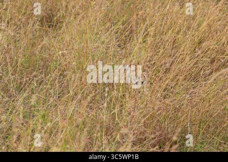 A cheetah, looking left, rests in the camouflage of the savannah after killing a gazella it recently killed in Central Serengeti National Park in Tanz Stock Photo