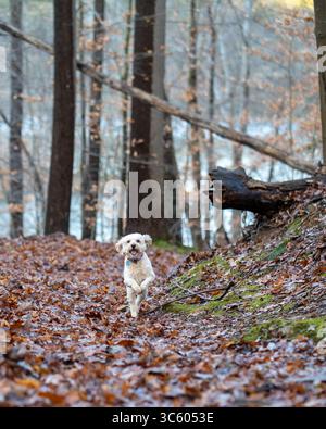 Autumn doggy joy is on full display as a small dog bounds through a leaf-covered trail at an unidentified location. The playful pup appears to be enjo Stock Photo