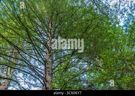 Looking up at the  trees in Rotorua’s Redwood Forest where the Redwood trees that are more than 120-years-old Stock Photo