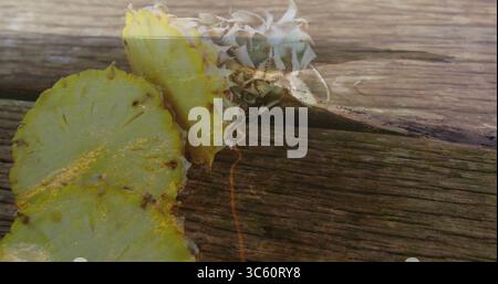 Displaying sliced pineapple and leafy crown lying on rustic wooden deck with sunlit reflections Stock Photo