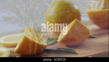 Showing whole lemons, halves, wedges on wooden board in studio with leaves under tree silhouette Stock Photo
