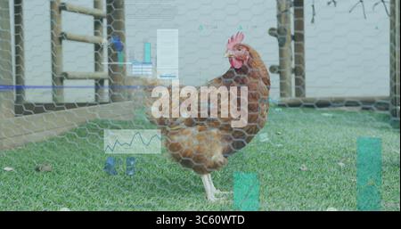 Brown hen pecking turf in chicken coop yard, with mesh fence, wooden frame and data overlays Stock Photo