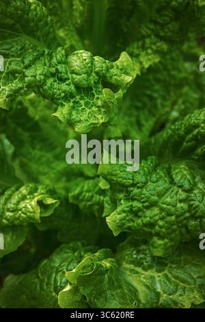 Green leafy lettuce  growing in the summer garden Stock Photo