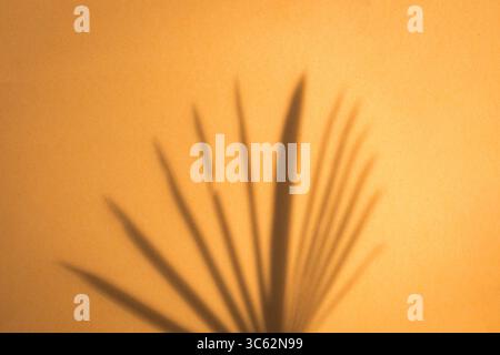 Golden yellow background with palm leaves shadow. Backdrop or background concept. Stock Photo