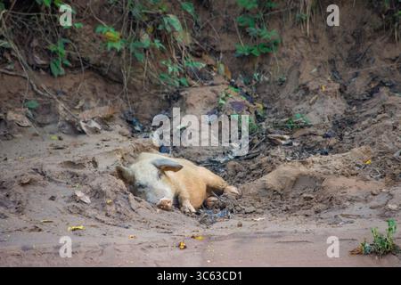 A wild pig lies in the mud amidst vibrant foliage in Casanare, Colombia, showcasing nature's beauty and wildlife. Stock Photo