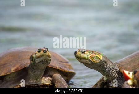 A close-up view of two turtles basking by the water in Casanare, Colombia, showcasing the beauty of nature and wildlife. Stock Photo