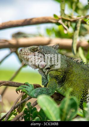 A detailed close-up of an iguana perched on branches surrounded by lush greenery in Casanare, Colombia. Stock Photo