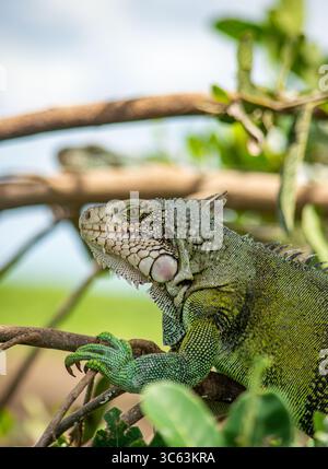 Close-up of a vibrant iguana perched on branches, surrounded by lush green foliage in Casanare, Colombia. Stock Photo
